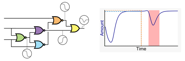 Genetic Circuit Dynamics: Hazard and Glitch Analysis